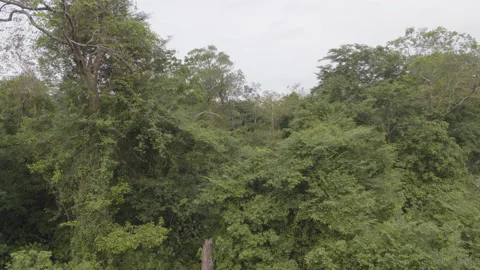 Jungle from the air Stock Footage 157641368