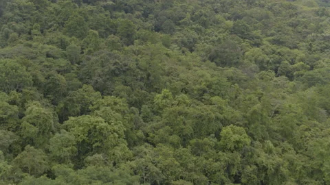 Jungle from the air Stock Footage 157649622