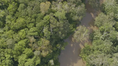 Jungle from the air Stock Footage 157650610