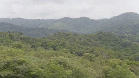 Jungle from the air Stock Footage 157653050