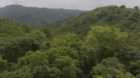 Jungle from the air Stock Footage 157654643