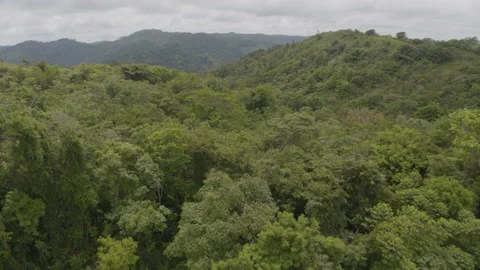 Jungle from the air Stock Footage 157655510
