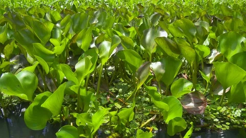 Jungle along the river Stock Footage 94224416
