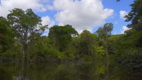 Jungle along the river Stock Footage 94945769