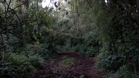 Jungle and bamboo forest, Virunga Mountains, Rwanda, Africa Stock Footage 83241464