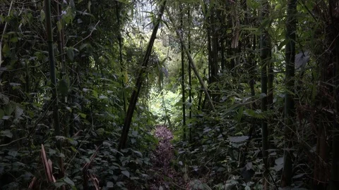 Jungle and bamboo forest, Virunga Mountains, Rwanda, Africa Stock Footage 83254980