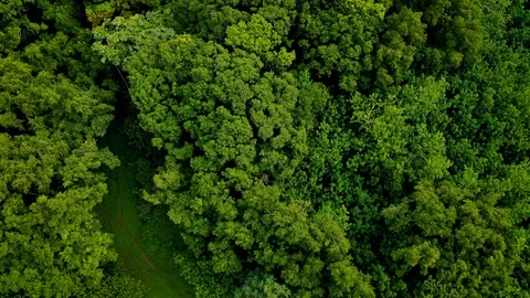Jungle and Ocean Video stock 115626916