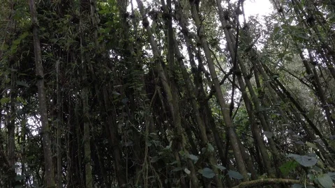 Jungle and Rain forest, Rwanda, Africa Stock Footage 83236961