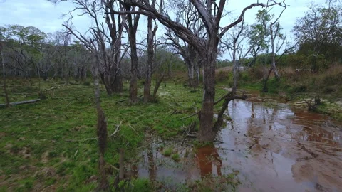Jungle and river Stock Footage 220305779