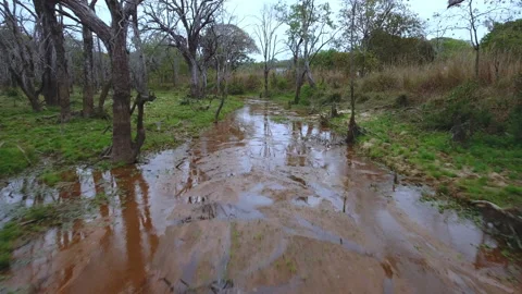 Jungle and river Stock Footage 220308600