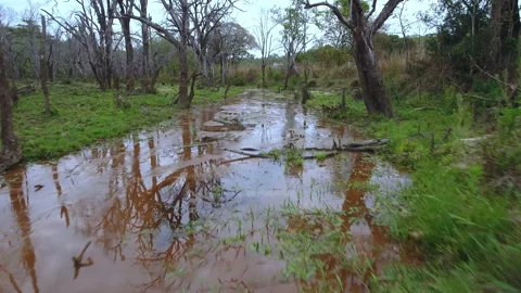 Jungle and river Stock Footage 220308907