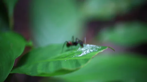 Jungle ant eating leaf 스톡 동영상 33139118
