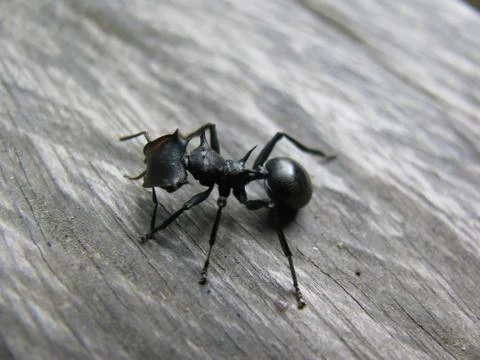 Jungle Ant Stock Photos