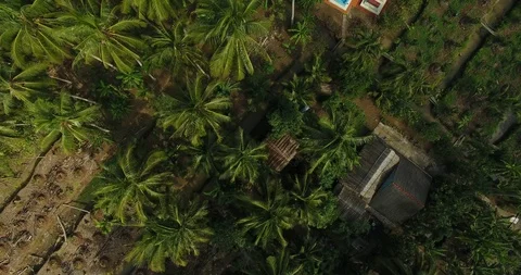 Jungle in Asia Stock-Footage 90227637