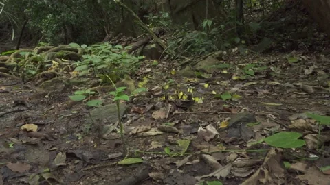 Jungle B-Roll - Butterfly Patch Vídeos de archivo 189196079