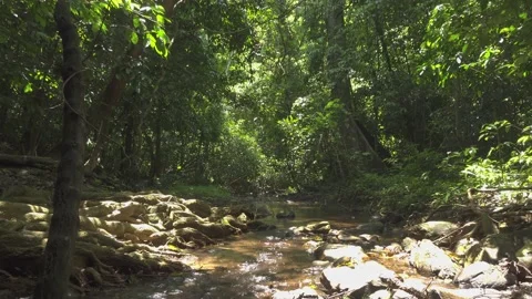 Jungle B-Roll - Entangled Tree Roots Stock-Footage 196903738