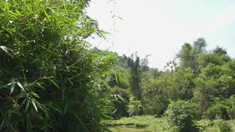 Jungle B-Roll - Jungle Clearing Vídeos de archivo 189201845