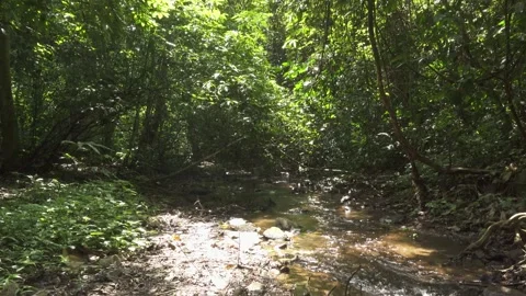 Jungle B-Roll - Sun Dappled Stock-Footage 190363890