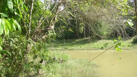 Jungle B-Roll - Watering Hole Stock Footage