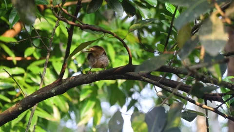 Jungle babbler bird calling out with its distinct chattering sounds Stock Footage 310685656