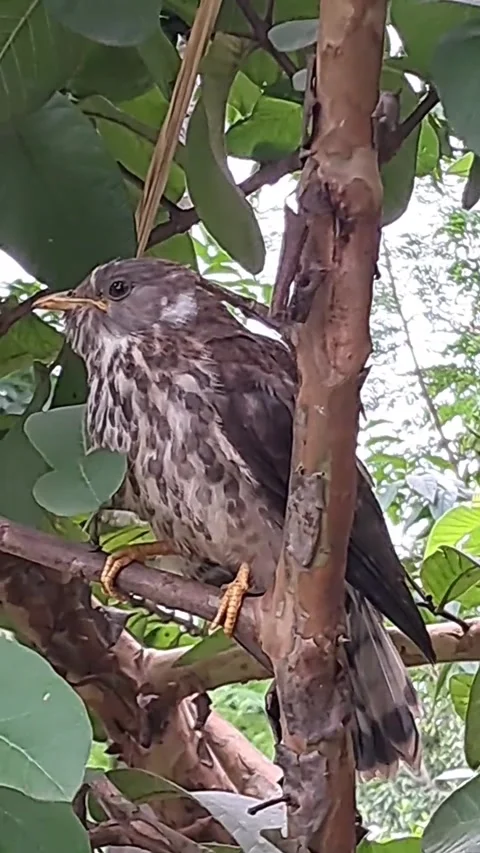 Jungle Babbler Birds Baby Sitting on Tree Branch and Calling her Mother Stock Footage 252024967