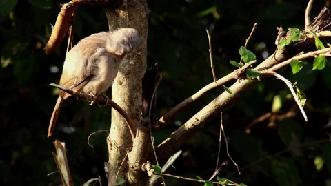 Jungle babbler grooming on tree branch Stock Footage 345114977