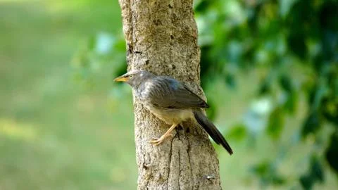 Jungle Babbler Stock Photos
