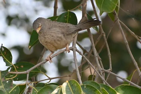 A jungle babbler Stock Photos