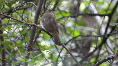 Jungle Babbler in tree UHD MP4 4k  ... Stock Footage 138608596