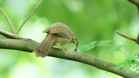Jungle Babblers  behavior known as allopreening. Stock Footage 288563491