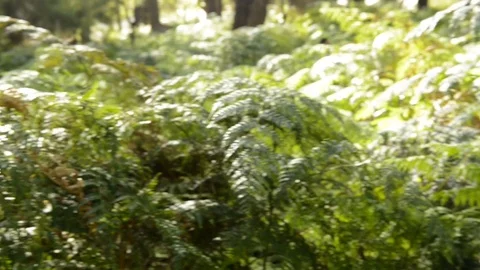 Jungle Background Blur Stock Footage