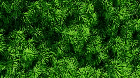 Jungle Background Stock Footage 243839204