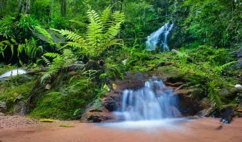 Jungle background Stock Photos