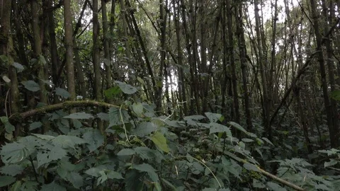 Jungle, Bamboo Forest. Virunga Mountains, Rwanda, Africa Video stock 83255950