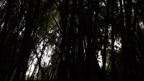 Jungle, Bamboo trees and Forest. Rwanda, Africa Video stock 83254950