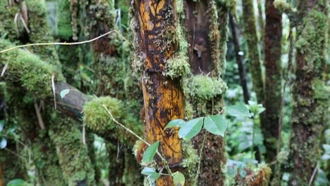 Jungle Bamboo Trees Stock Footage 86764160
