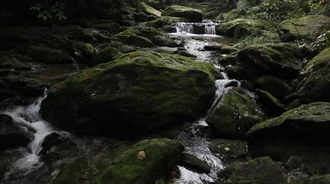 The jungle between rocks and streams Video stock 41634612