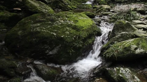 The jungle between rocks and streams Stock Footage 41636418