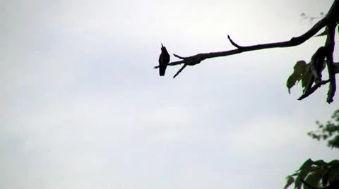 Jungle bird Video stock 8839254