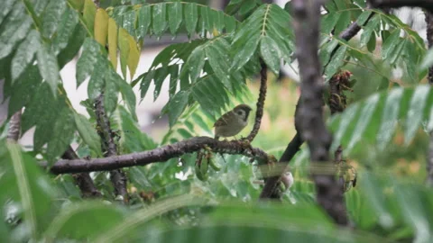 Jungle Bird Sparrow Drink Rain Water on Leaves Stock Footage
