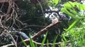 Jungle birds on palm tree overhead shot HD Footage