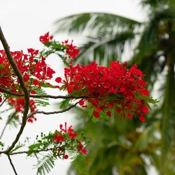Jungle bloom exotic tree in spring season Stock Photos