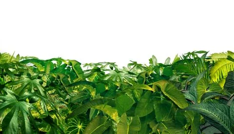 Jungle border Stock Illustration