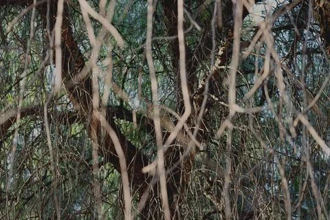 Jungle Branches Stock Photos