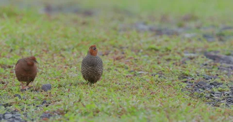 Jungle bush Quail pair vocalizing in drizzle; detailed dawn courtship sequence Vídeo Stock 340559370