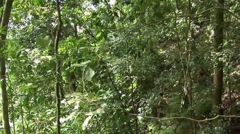 Jungle Cable Car Passing by trees Video stock 52970922