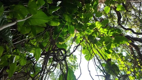 Jungle Canopy 4k Dynamic Slider Shot, Arrowhead &amp; Pothos Vines Stock Footage 323469174