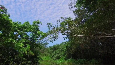 Jungle canopy and river Stock Footage 73253718