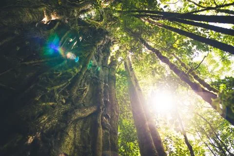 Jungle canopy during the day. Stock Photos
