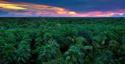 Jungle canopy Foto stock